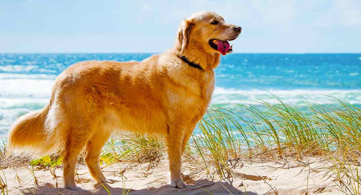 Golden Retriever Lifespan: How Long They Live & Tips for a Longer, Healthier Life