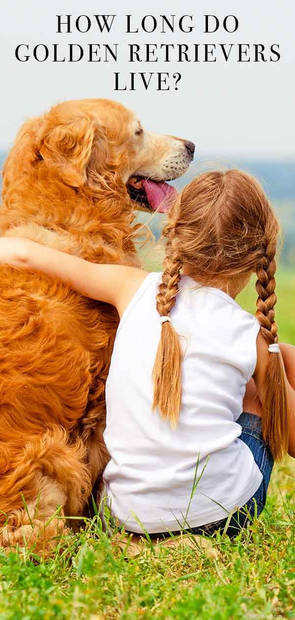 Golden Retriever Lifespan: How Long They Live & Tips for a Longer, Healthier Life
