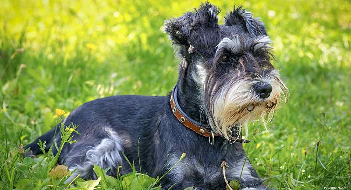Miniature Schnauzer Lifespan: What to Expect and How to Extend Their Years