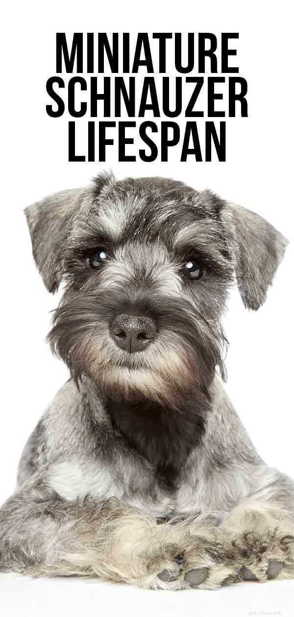 Miniature Schnauzer Lifespan: What to Expect and How to Extend Their Years