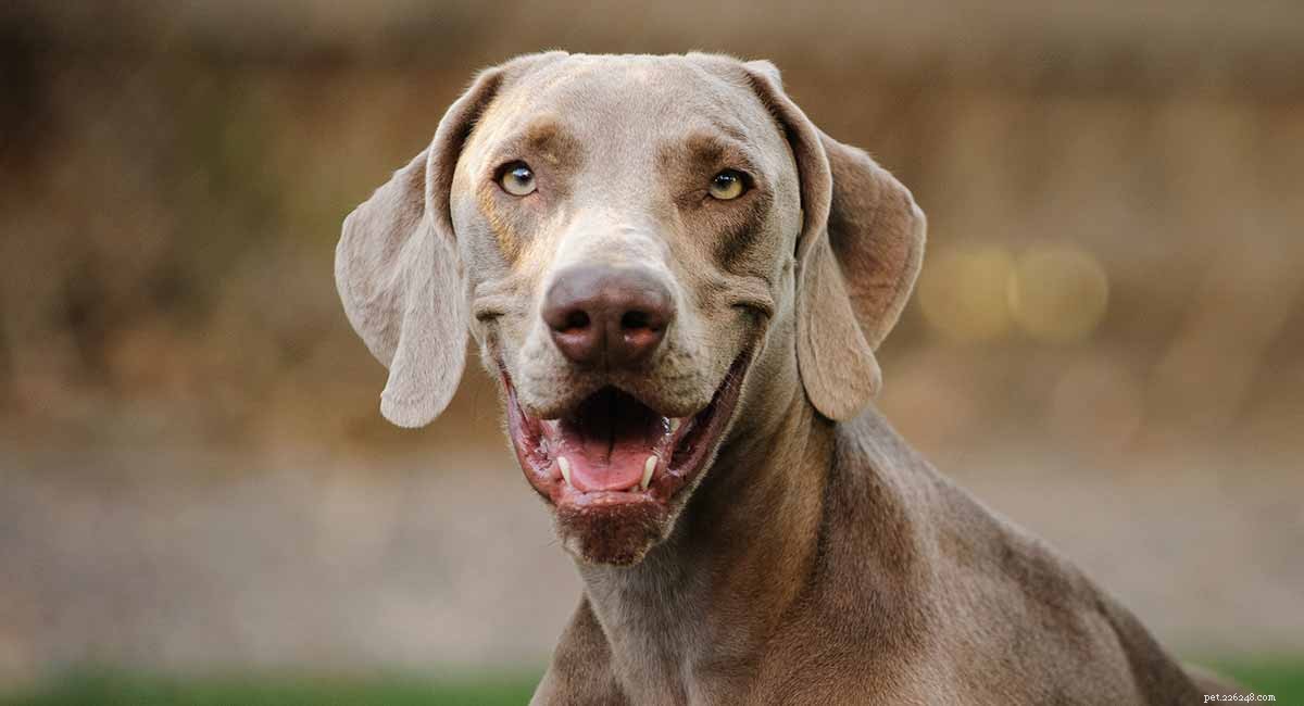 Weimaraner Lifespan: Expected Life Expectancy & Tips for Longevity