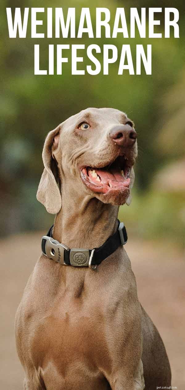 Weimaraner Lifespan: Expected Life Expectancy & Tips for Longevity