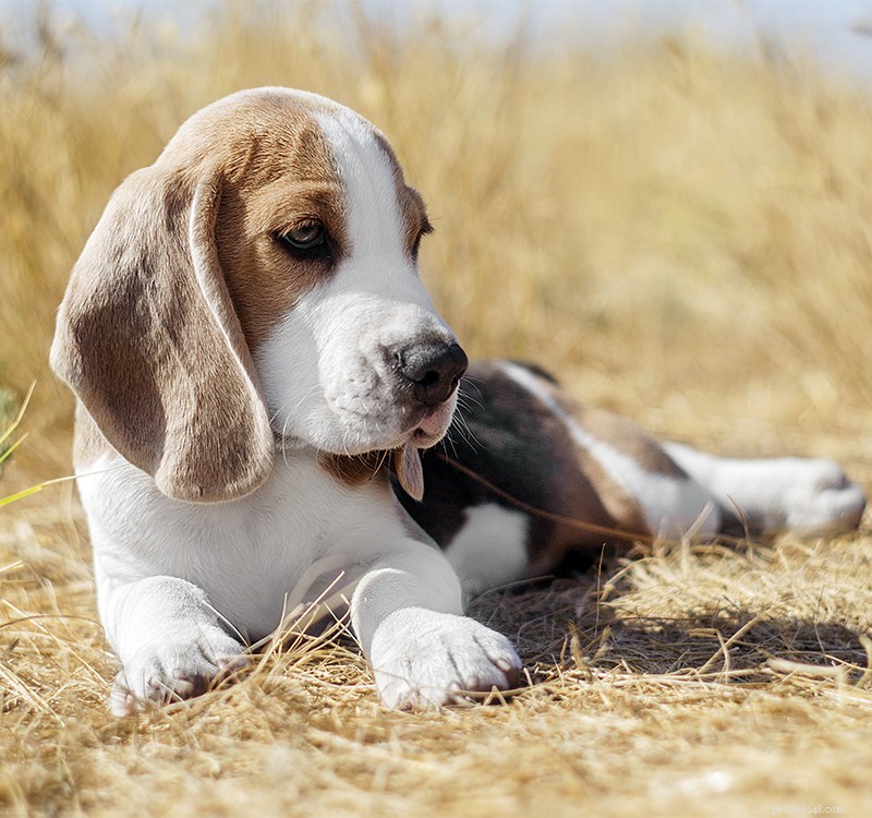 200 Winning Beagle Names: From Classic to Trendy, Find the Perfect Name for Your New Puppy