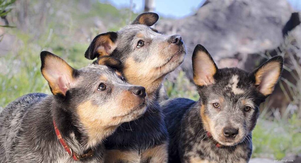 261 Winning Blue Heeler Names: Trendy, Classic & Cattle Dog Themes