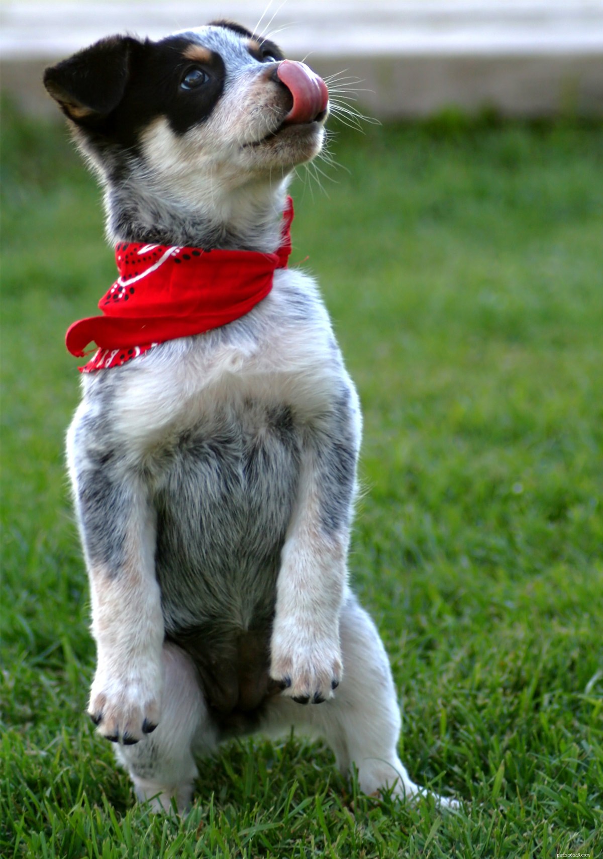 261 Winning Blue Heeler Names: Trendy, Classic & Cattle Dog Themes
