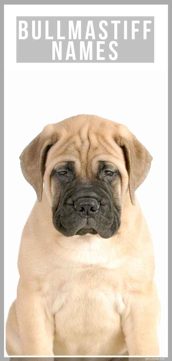 The Ultimate Bullmastiff Name Guide: Top Picks for Your New Puppy