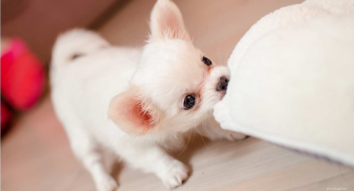 300 Charming Chihuahua Names: Perfect Picks for Your Tiny Companion