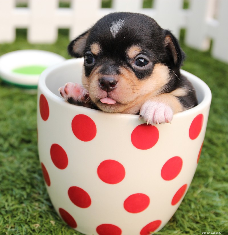 300 Charming Chihuahua Names: Perfect Picks for Your Tiny Companion