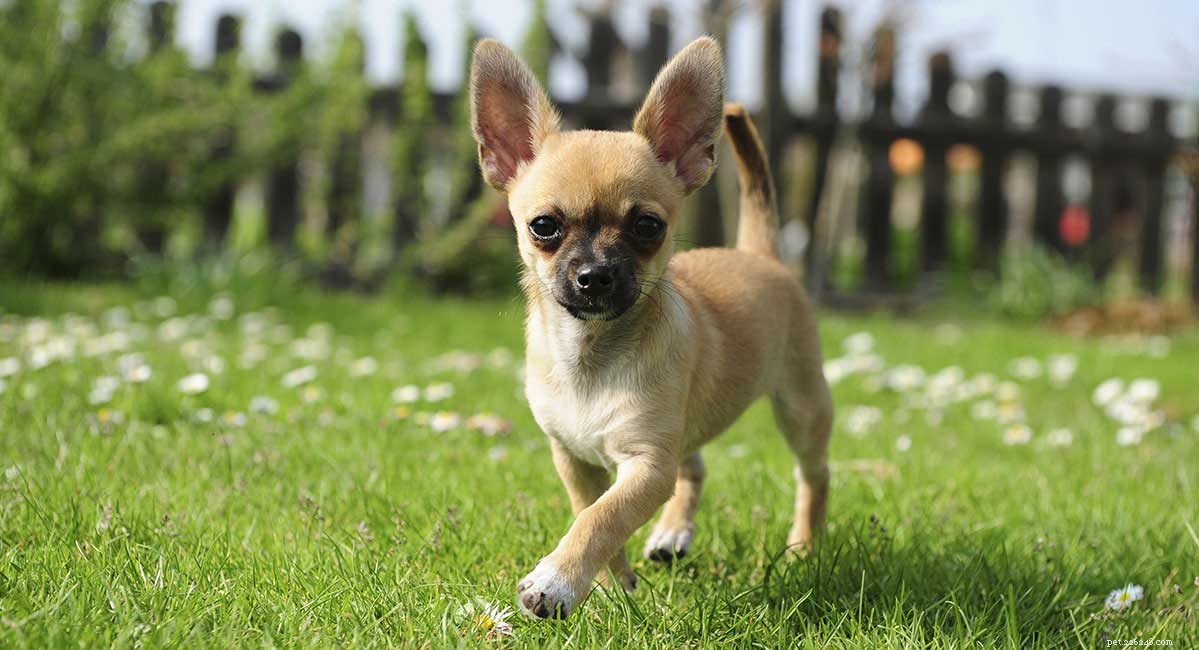 300 Charming Chihuahua Names: Perfect Picks for Your Tiny Companion