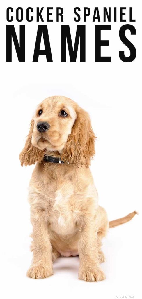 The Ultimate Guide to Cocker Spaniel Names – Find the Perfect Fit