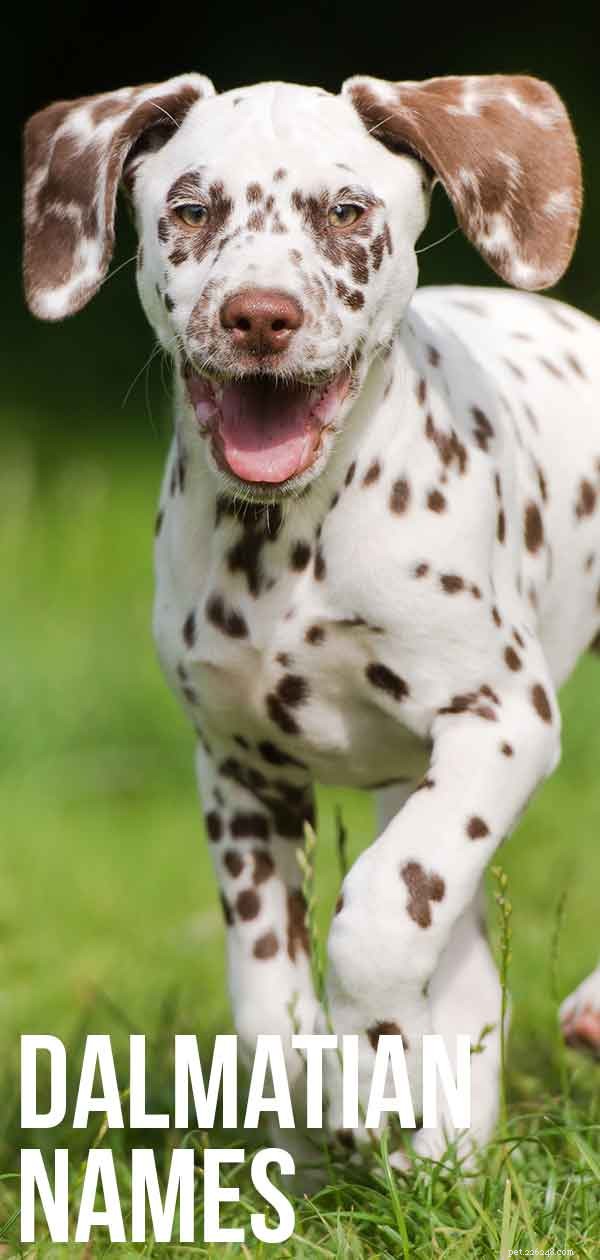 Dalmatian Dog Names: Unique & Classic Picks for Your Spotty Companion