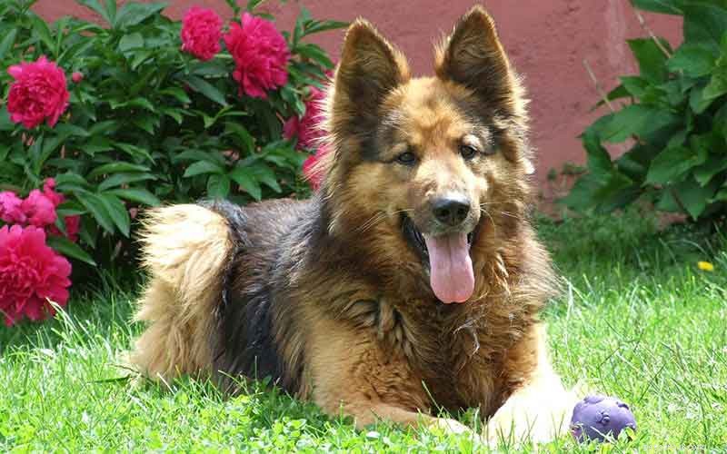 343 Perfect German Shepherd Names: Unique Picks for Boys & Girls