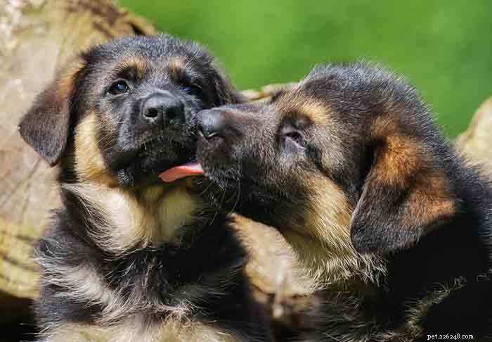 343 Perfect German Shepherd Names: Unique Picks for Boys & Girls
