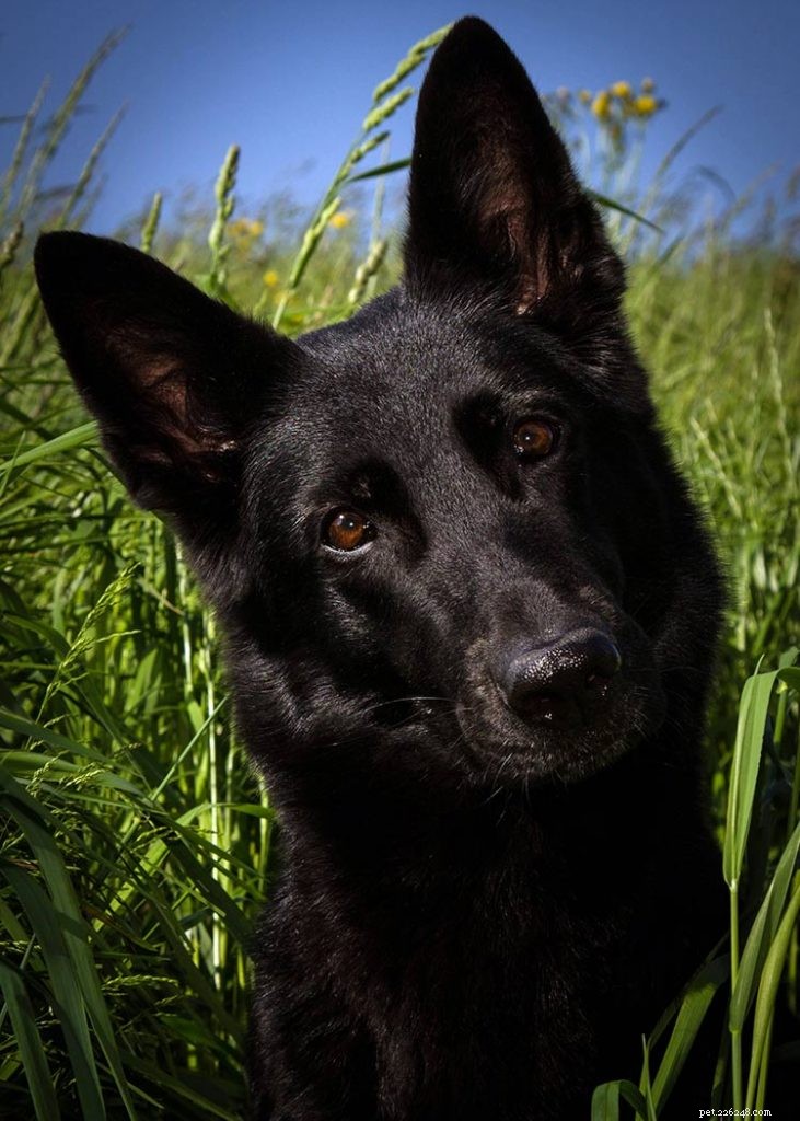 343 Perfect German Shepherd Names: Unique Picks for Boys & Girls
