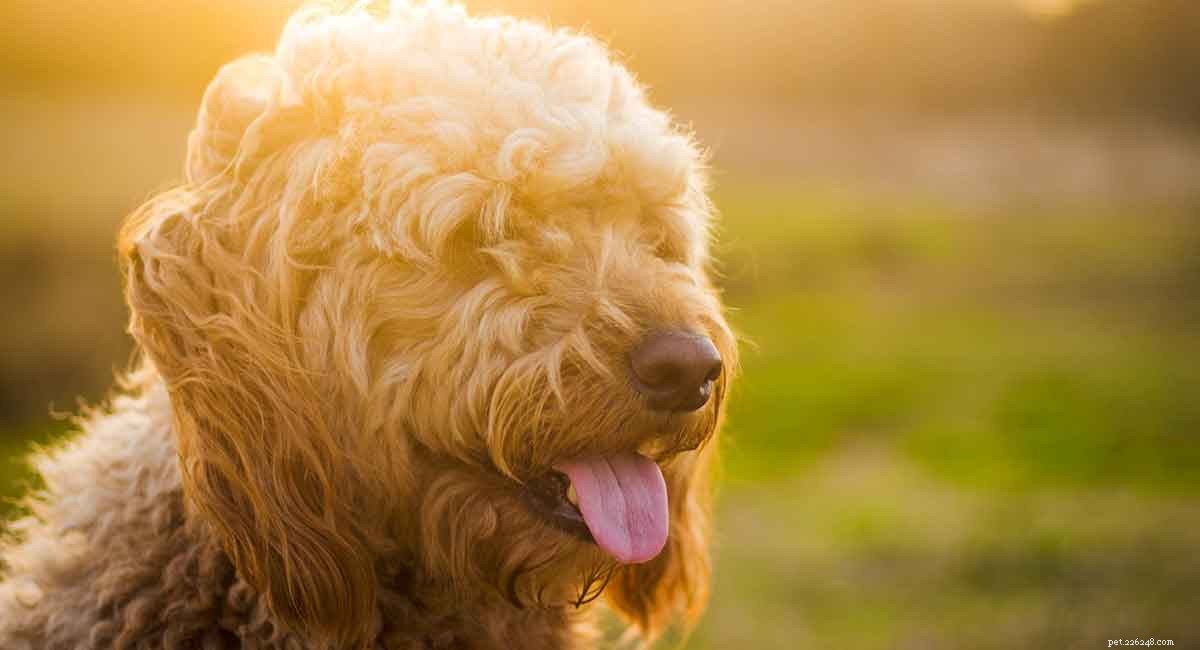 Top Goldendoodle Names: 30 Winning Picks for Your Adorable Pup