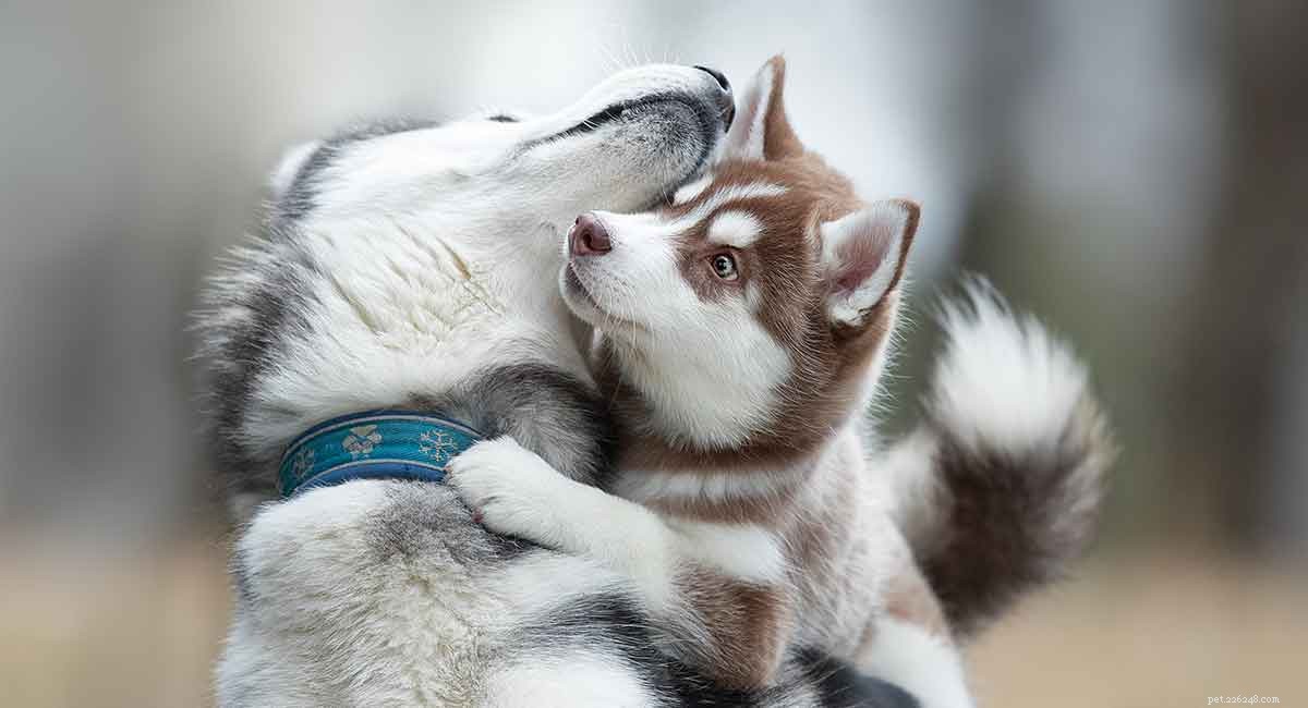 Top Husky Names: Expert Picks & Tips for Naming Your Siberian Husky