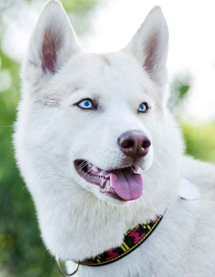 Top Husky Names: Expert Picks & Tips for Naming Your Siberian Husky
