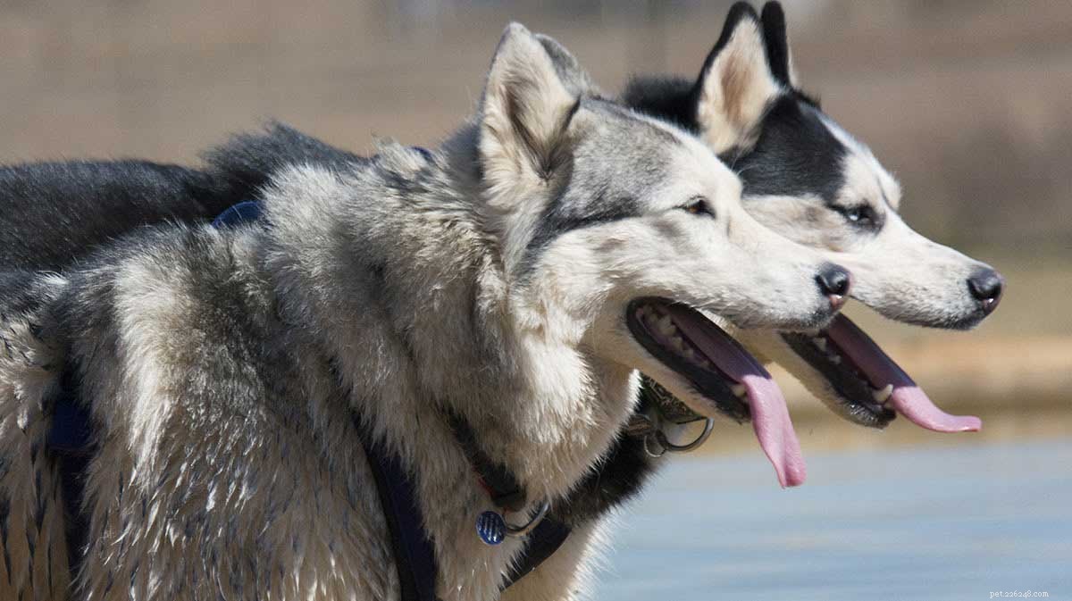 Top Husky Names: Expert Picks & Tips for Naming Your Siberian Husky