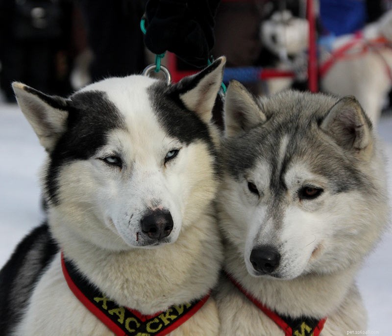 Top Husky Names: Expert Picks & Tips for Naming Your Siberian Husky