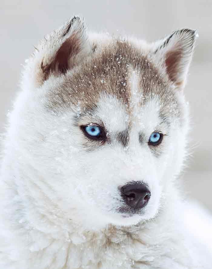 Top Husky Names: Expert Picks & Tips for Naming Your Siberian Husky