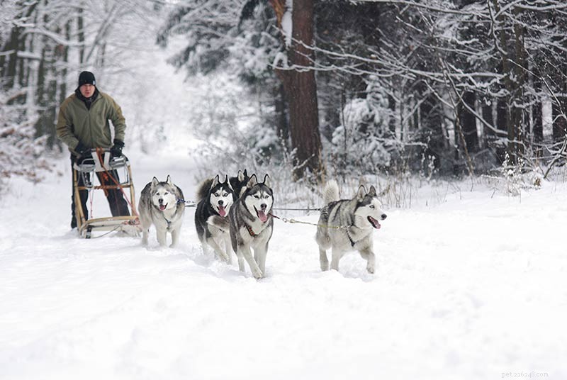 Top Husky Names: Expert Picks & Tips for Naming Your Siberian Husky
