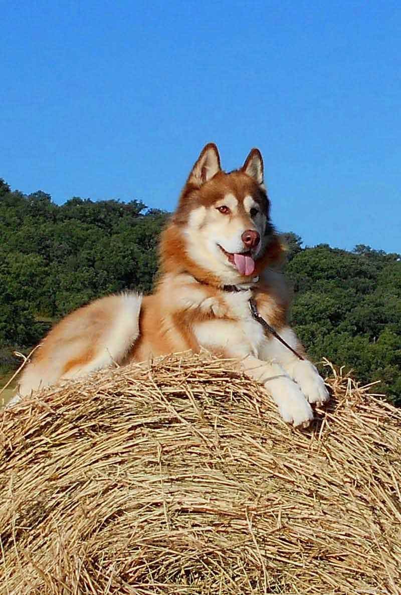 Top Husky Names: Expert Picks & Tips for Naming Your Siberian Husky