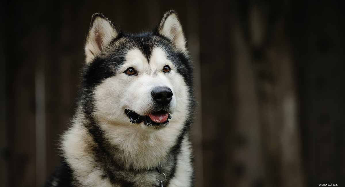 Choosing the Perfect Name for Your Alaskan Malamute Puppy