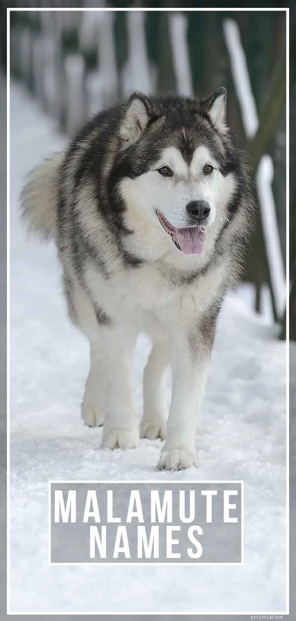 Choosing the Perfect Name for Your Alaskan Malamute Puppy