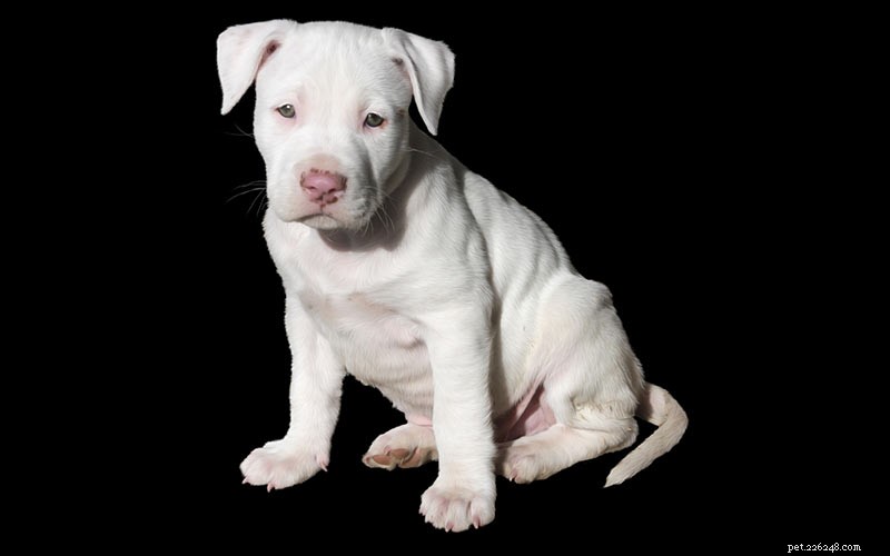 358 Timeless & Creative Pitbull Names to Find the Perfect Match