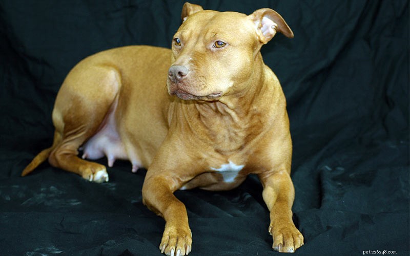 358 Timeless & Creative Pitbull Names to Find the Perfect Match