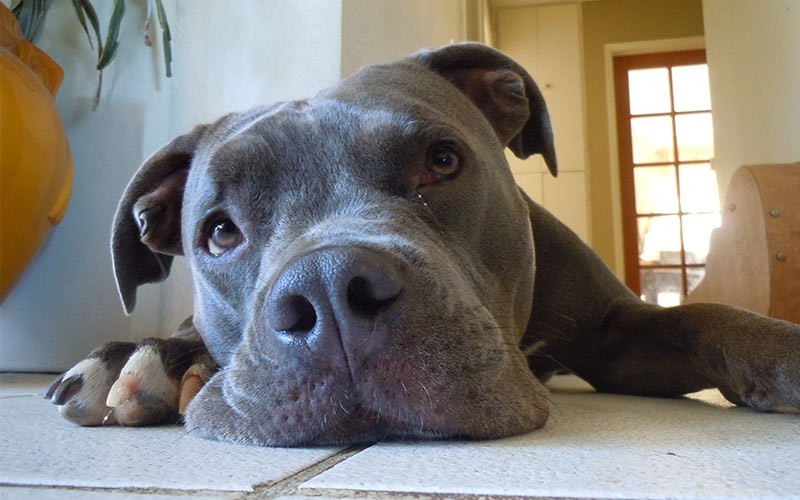 358 Timeless & Creative Pitbull Names to Find the Perfect Match