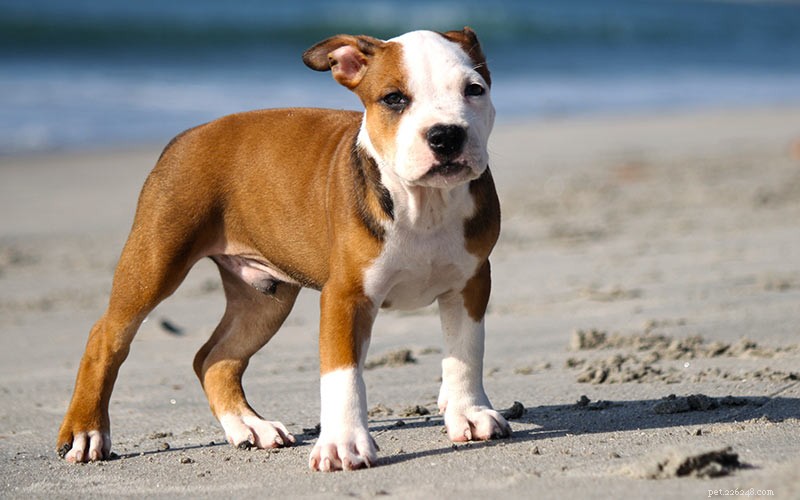 358 Timeless & Creative Pitbull Names to Find the Perfect Match