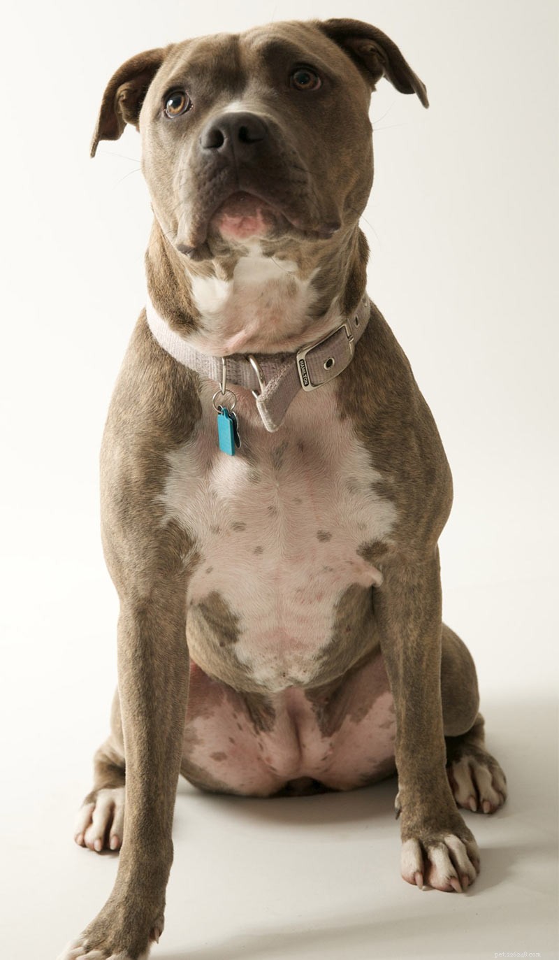 358 Timeless & Creative Pitbull Names to Find the Perfect Match