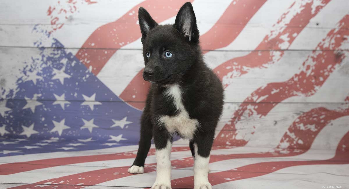 260 Captivating Pomsky Names to Celebrate Your New Companion