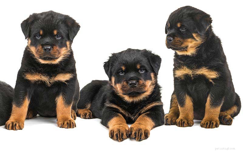 100 Expert Rottweiler Names: Clever, Cute & Strong Picks for Your Rottie