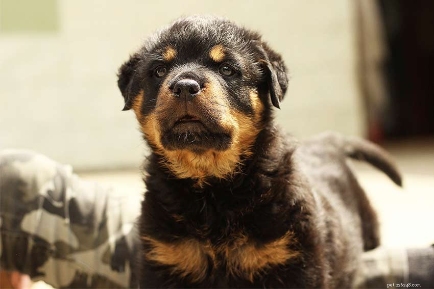 100 Expert Rottweiler Names: Clever, Cute & Strong Picks for Your Rottie