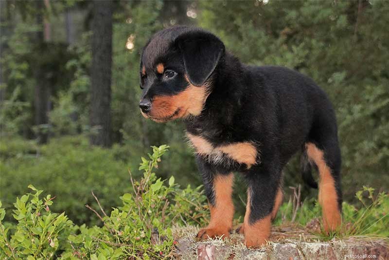 100 Expert Rottweiler Names: Clever, Cute & Strong Picks for Your Rottie