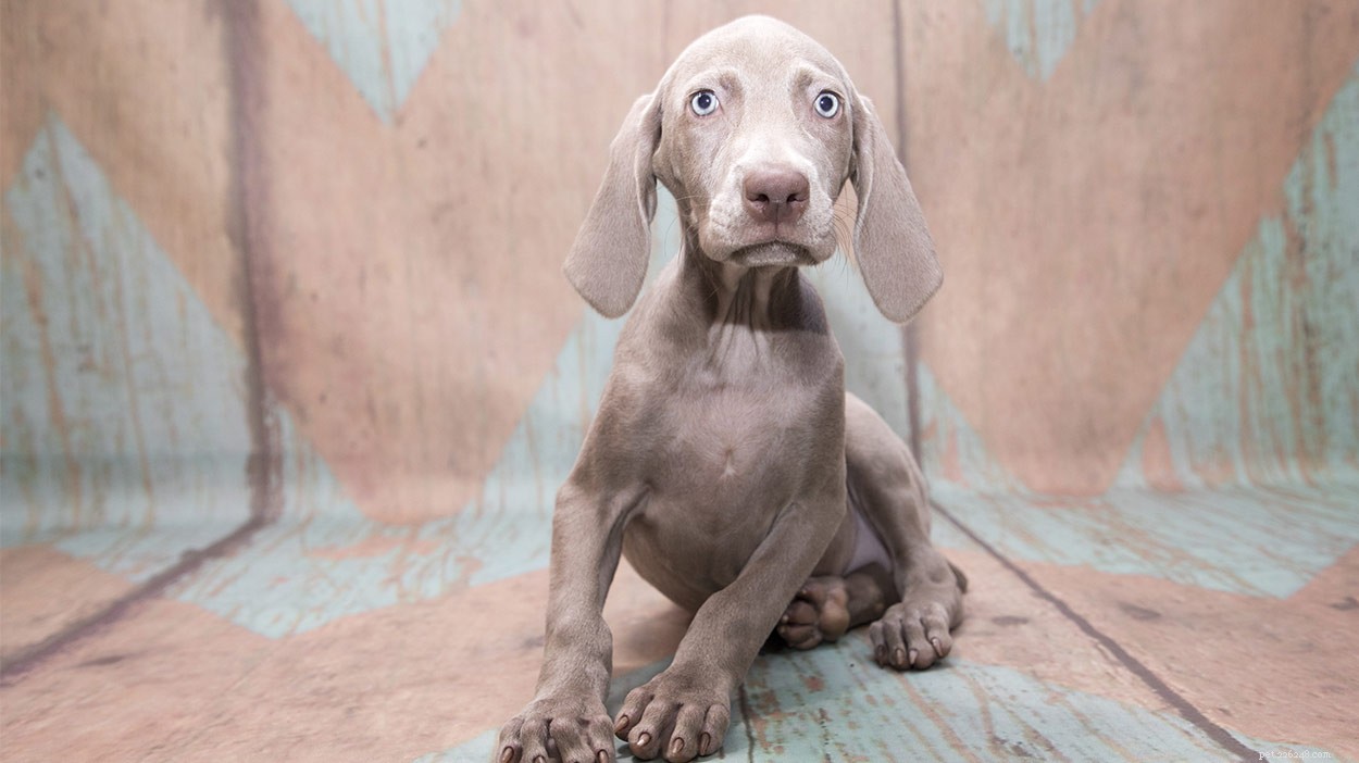 Weimaraner Names: Elegant Ideas for Your Silver-Gray Companion
