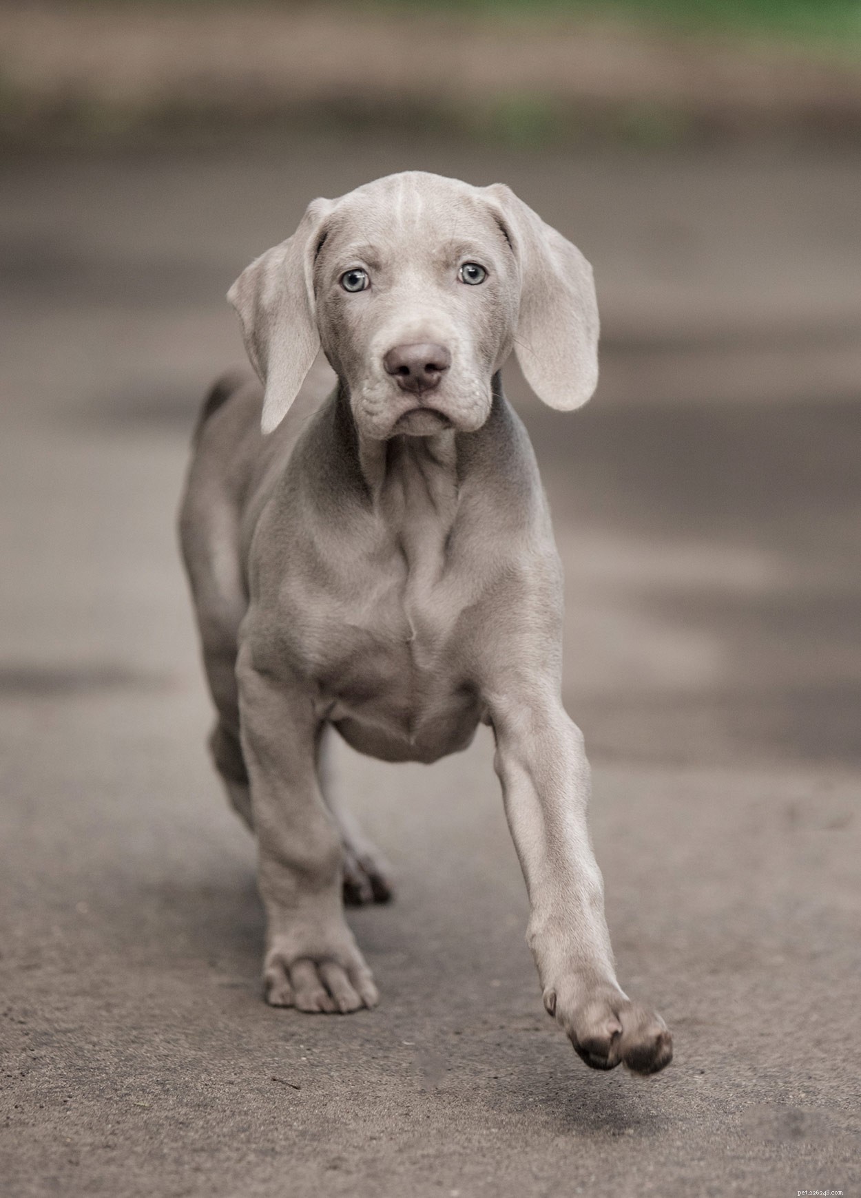 Weimaraner Names: Elegant Ideas for Your Silver-Gray Companion
