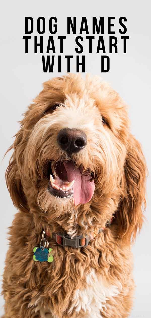 Discover the Best Dog Names Beginning with D – Expert Picks for Your New Companion