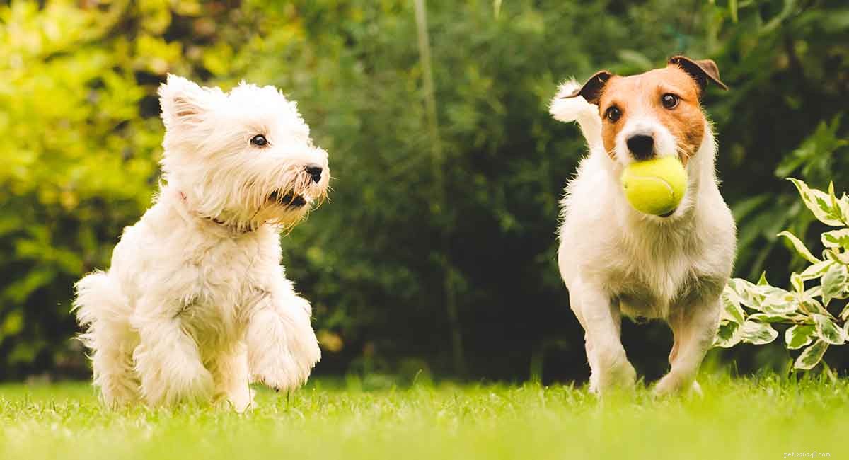 Top G Dog Names: Find the Perfect Name for Your Pup