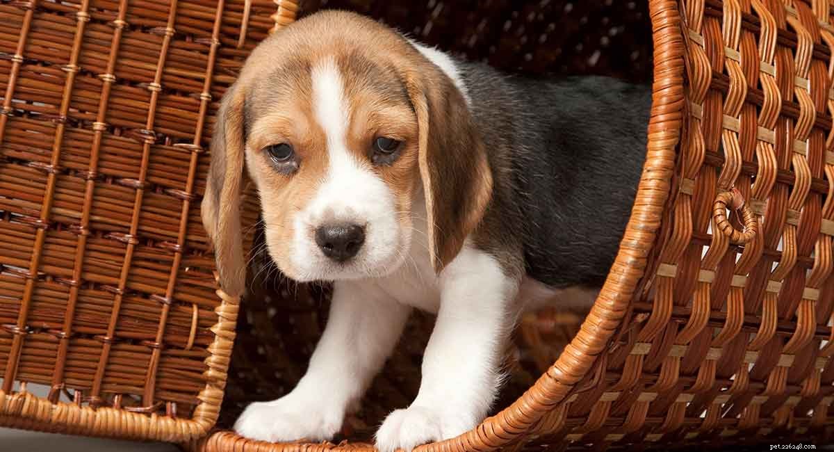 Expert-Approved N-Word Dog Names: Perfect Picks for Your New Pup