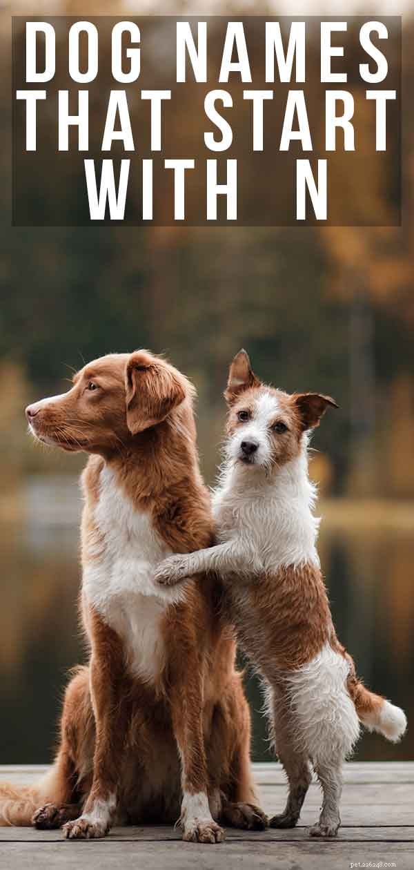 Expert-Approved N-Word Dog Names: Perfect Picks for Your New Pup