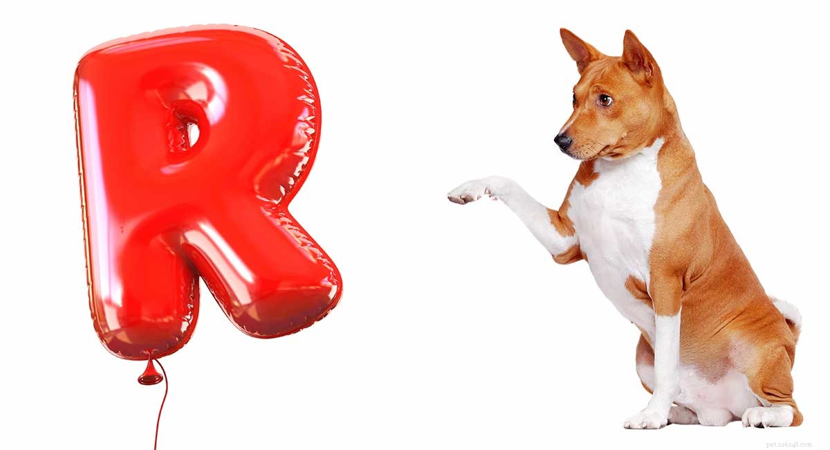 R-Focused Dog Names: Smart Picks for Your New Canine Companion