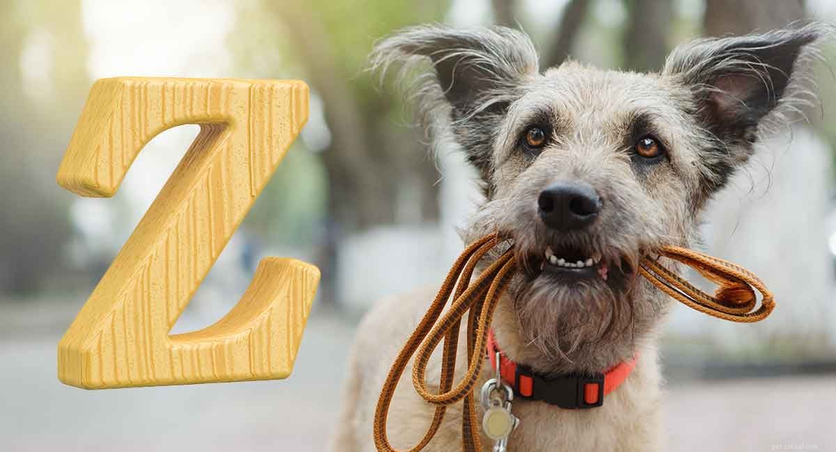 Unique Dog Names Starting with Z: A Trusted Guide for New Pet Parents