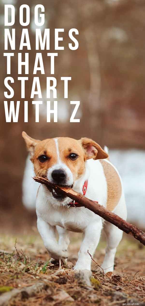 Unique Dog Names Starting with Z: A Trusted Guide for New Pet Parents
