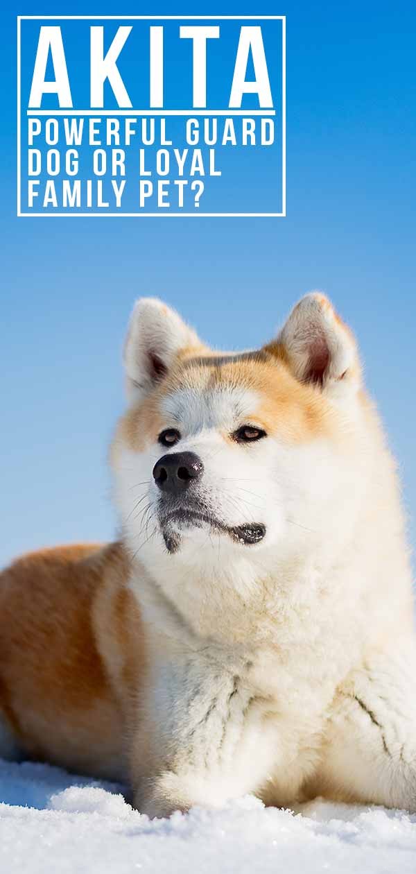 Akita Dog Breed Guide: Traits, Care, and Training Insights