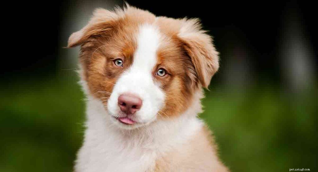 Australian Shepherd: Intelligent, Energetic & Devoted Family Companion