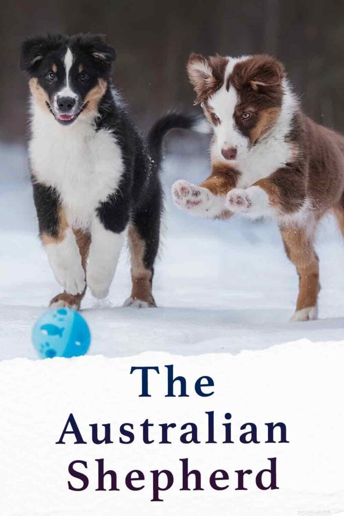 Australian Shepherd: Intelligent, Energetic & Devoted Family Companion