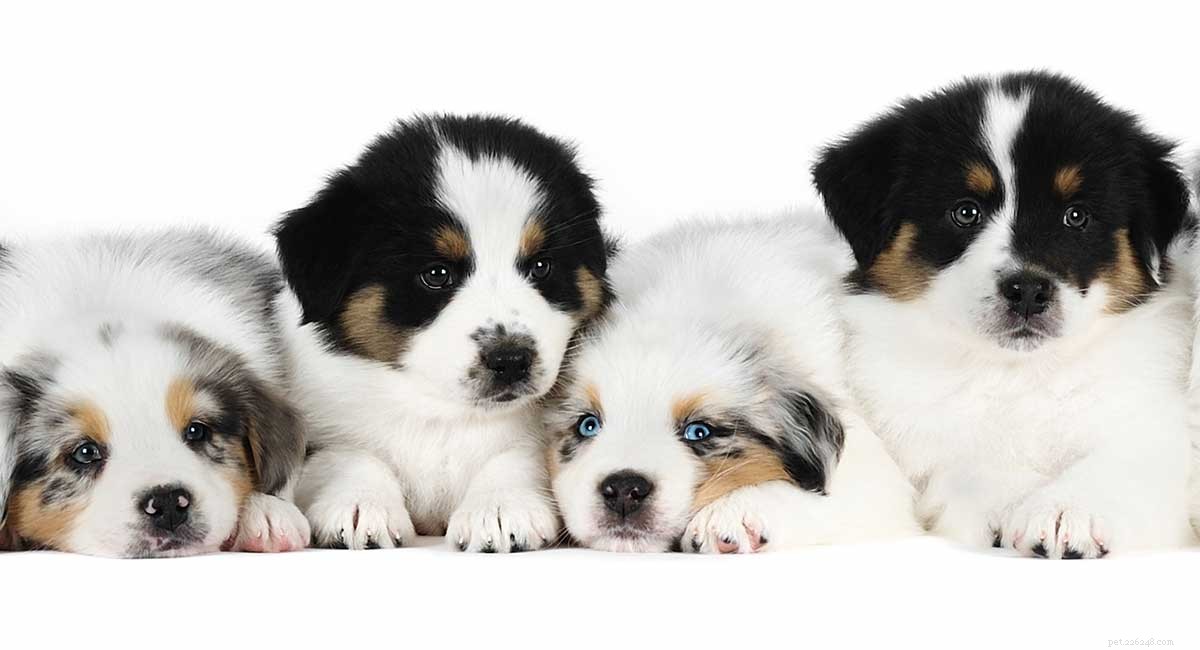 Australian Shepherd: Intelligent, Energetic & Devoted Family Companion